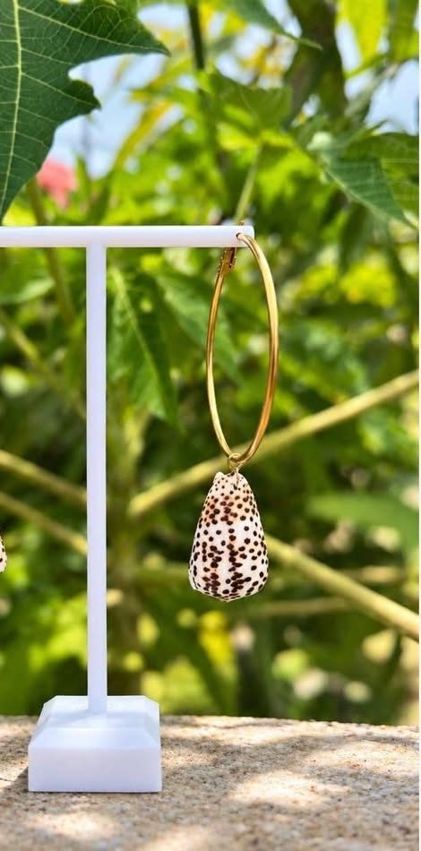 Créole coquillage cône sur son présentoir, au jardin